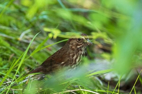 a song sparrow in between out-of-focus grasses and leafs. it is looking attentively at the camera, while holding a beak full of bugs and other things