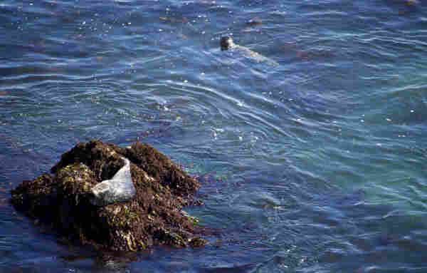 A view from above of ocean water, blue mixed with green with some brown seaweed visible below the surface. A rock juts out of the water, covered in brown plants and maybe shells. A light gray sea lion with a sleepy expression lounges on the rock. Another sea lion is floating behind there at the surface of the blue rippling  and swirling waters.