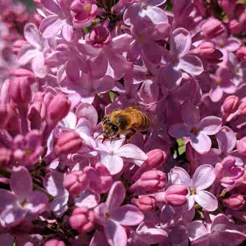 A cropped closeup photo of a honey bee on a cluster of lilac blossoms. It has it's tongue out tasting or eating something on a petal, maybe pollen. There many open and unopened flowers. The unopened flowers are a darker color and tubular with a bulbous tip that is divided in 4 equal parts that are the petals that will unfurl soon.