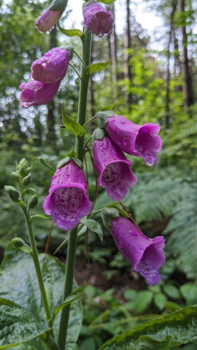 A spike of purple foxglove flowers, wet with the morning's rain, against a background of bracken and pine trees
