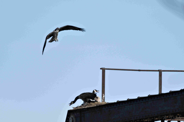 A large flying bird, coming in to attack two geese on a railroad trestle. The geese are honking and have their tongues out.