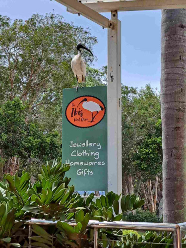 A sign for a store called The Ibis Next Door, complete with live ibis regally perched upon it. Foreshore trees in the background