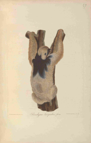 Sloth illustration, from the source cited above