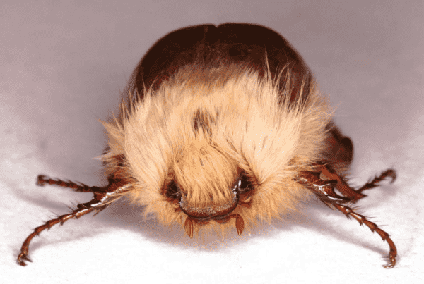 A beetle facing you covered in light brown fur with cute dark eyes, and splayed out spiny legs. 