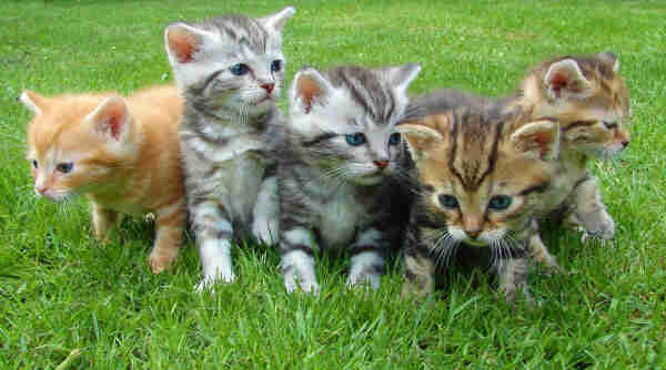 Close up photo of five kittens in a row that are coloured in shades of brown, grey and white,  in green grass.