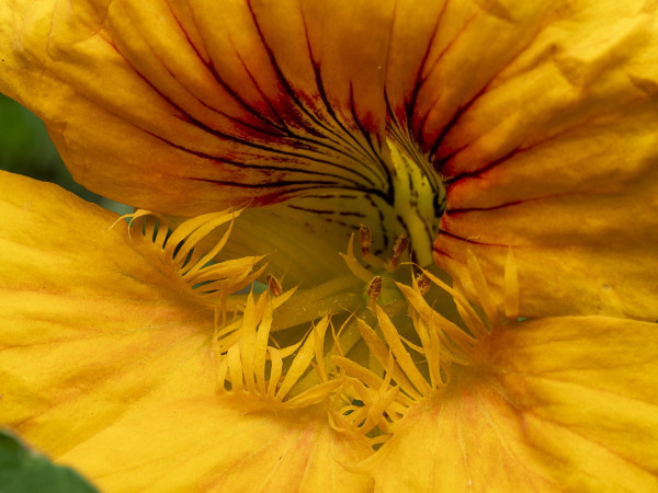 Close-up of a yellow-orange flower showing fringed growth on the inside margin of a petal