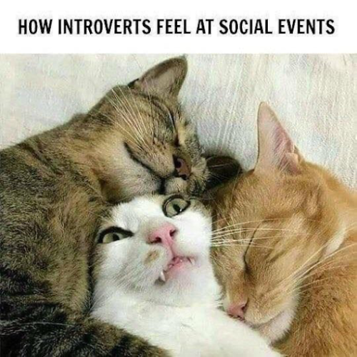 How Introverts Feel At Social Events
Distressed cat surrounded by other cats being overly attentive.