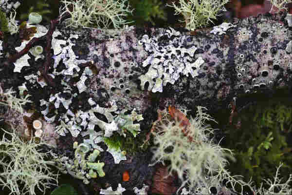 Mixed shapes and colours of lichen on a damp fallen branch resting on a bed of moss. There are round black bodies with white surrounds, some all-black versions (very fitting for NZ), pale angular ones with purple spots and a similar lichen that's green-tinted, one with white-rimmed pink-coloured rounded raised bodies, and a branched grey-green Usnea. Ine one corner there's a dark slimy-looking collection of blobs, and a weirdly vibrant orange-red tongue poking out of a black surround near the bottom of the picture.