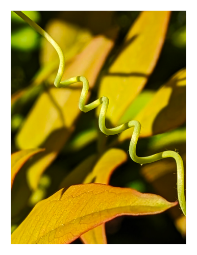 morning sun, with shadows. close-up inside a heavenly bamboo plant. in the foreground, a pale green tendril (looks like a landline phone cord) stretches from top left to bottom right. under and behind it, new gold/green oval leaves tinged with red. out of focus green/gold/red and green leaves in the background. 