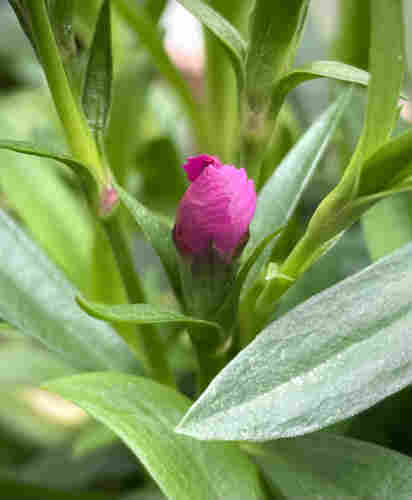 This is a picture of a bud of Nadeshiko. Before the petals open, the nadeshiko is a rich pink.
And the five jagged petals are nestled together in a twisting motion.
