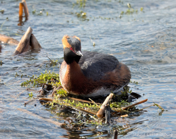 A Slavonian Grebe on a newly built nest in the lake shore, Finland.