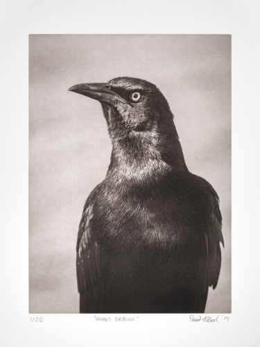 Photo of polymer photogravure print of grackle bird