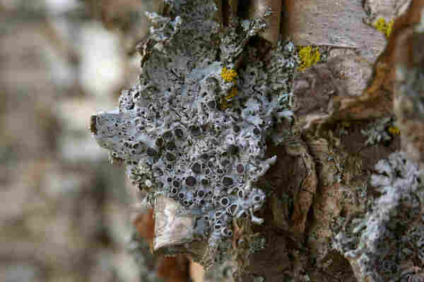 A fertile foliose Hoary Rosette Lichen (Physcia aipolia) with many black, white-rimmed fruiting bodies on a birch bark.
There are also a few small yellow lichens on the bark.