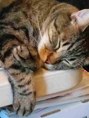 Tabby cat asleep on the corner of a table. A paw is hanging over the table edge.