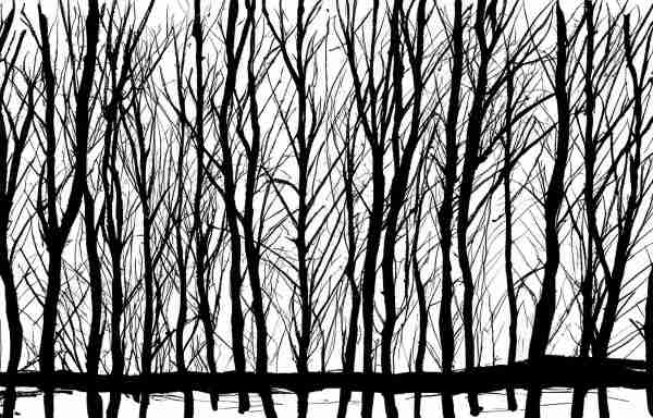 Minimalistic drawing birch trees silhouettes black on white 