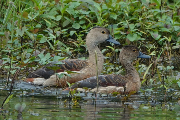 Two ducks floating in a pond, bathing. They have reddish-chestnut feathers, lightly coloured on the head, neck and chest, with darker wing feathers.