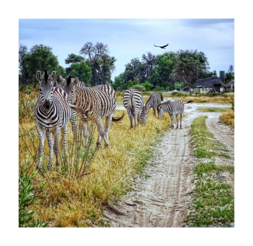 As I come over the third bridge on the Okavango Delta you see the sandy tire tracked road with six zebras as they part the road as I drive through. In the sky you see an African hawk eagle gliding by in the sky. This is the road less traveled filled with calm and beauty 