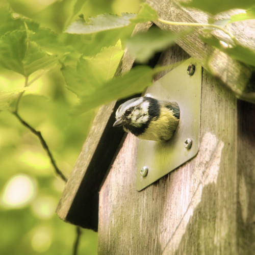 An image of a blue tit coming out of a nest box. Aberdeenshire, Scotland