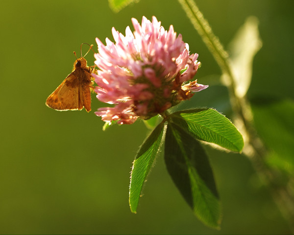 A moth perched on a pink weed blossom, backlit by the setting sun