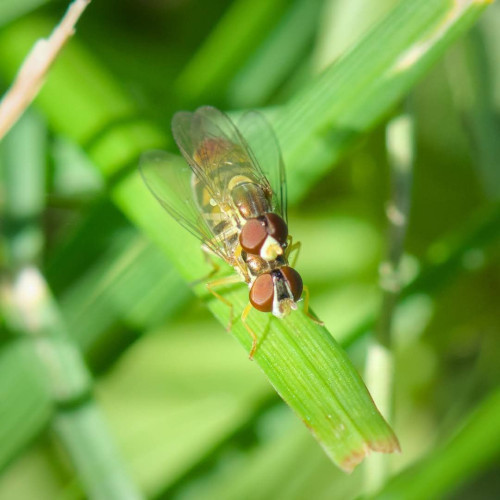 A pair of mating hoverflies on a blade of grass. The female is a little larger, with the eyes separated with two white stripes and a black stripe. The male, on top of her, has his eyes meet at the top