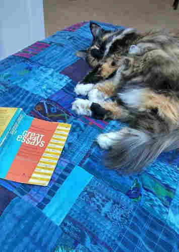Beautiful long-haired calico cat napping on a blue-purple patchwork quilt next to an open paperback titled Great Essays.