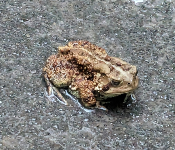 A close photograph of a brown toad, sitting on very wet gravel.