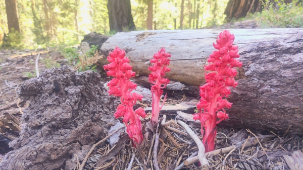 Three all red stalks filled with small bell-shaped flowers of the same color. Behind them a gray-looking dead tree trunk and at their feet dead gray kindling. The greens of the forest bathed in sunlight is visible in the background as well as some upright tree trunks.