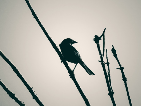 Silhouetted and vintaged photo of a song sparrow perched like the worn, enduring shreds of a soul on the side of a thin, notched stem that cuts an angled vertical across the center of the photo. The photo is a wash of softly glowing grey. Four other long, notched stems rise with the central stem, like the long fingers of a dryad's hand reaching tentatively towards the light that had been removed from the photo. The song sparrow isn't singing; instead, e leans against eir stem on thin cherry-stem legs, eir face turned away to eir right, the dark bill as smooth and precise as a timepiece (it's 3 o'clock), the flat slope of the tail rough at the edges, a flash of pale light at eir songless throat.