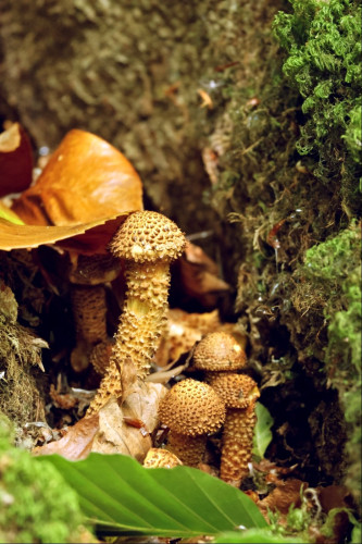 A clump of brown and cream mushrooms growing between the mossy roots of a tree, dotted with fallen leaves. They are covered in little darker scales that stand proud of their entire surface