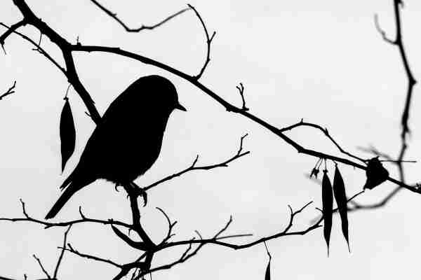 Black and white image a bluebird perched on a small branch among other branches and a few dangling leaves with a grey, overcast sky in the background. The bluebird, branches, and leaves are in silhouette. The bird is facing the right and only features on the edge of its silhouette, like the legs and beak, are discernible from the main body. 