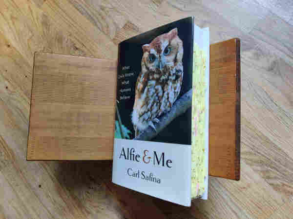 A photos of Carl Safina's book Alfie & Me, heavily annotated with yellow post-it notes. The book is resting on a wooden bookstand that is standing on a wooden floor.