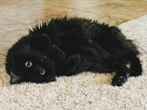 A fluffy black cat with wide green-amber eyes, lying on a beige carpet floor with darker beige tiles beyond where he is. He's mostly on his back, front paws curled upward.