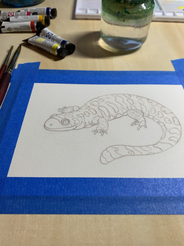 Drawing of a tiger salamander taped down to a board ready to paint, with paints and brushes around it. 