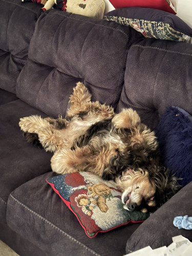 a cocker spaniel dog lies on its back on a blue couch