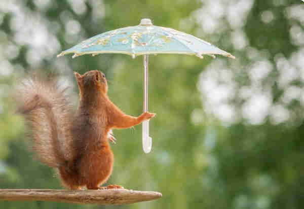 Picture a red squirrel standing in the rain holding a tiny blue patterned umbrella
