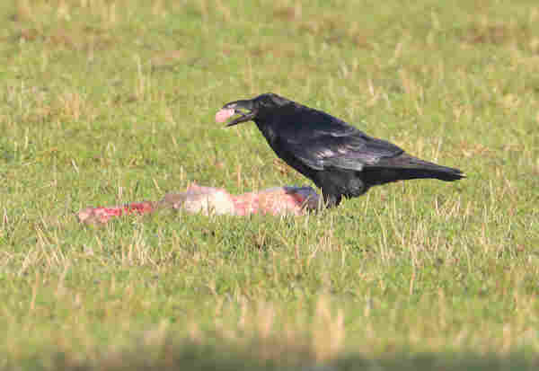 Half of a dead (still born?) lamb visible on a field of grass, a Raven standing on one side of the lamb with its side to the viewer, clearly visible in the sunlight, making part of the feathers light up. It has a lump of meat in its beak preparing it to swallow it, showing its tong putting the meat in position.