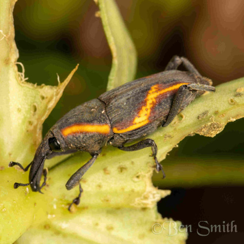 A dark grey weevil resting on a pale green leaf. It has a stout grey snout and a curvy orange racing stripe down its side.