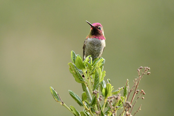 A male Anna’s hummingbird with metallic magenta gorget perched on a leafy branch.