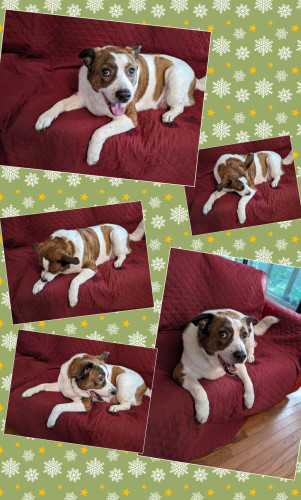 A collage of photos of a white and brown dog lying on a couch with a wine color cover.