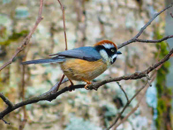 a bird seen from behind in a three quarter view, standing on a branch, black wings and back and tail, a light orange stomach, bright red-brown-orange streak on the top of its head, black markings on its eyes and throat, along with white, the bird is small and fat and cute and quick looking 