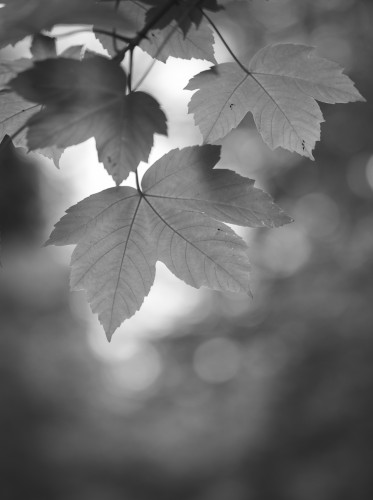 Black and white close-up of several leaves against a blurred background.
