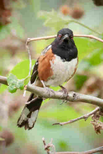 A bird with laser-red eyes in a black hood-like head on a body of chocolate &amp; milk &amp; cinnamon colors.