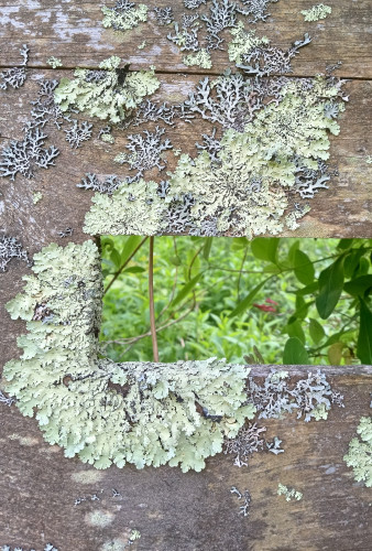 Close up photograph of the boards of an old wooden fence. Thin sheets of mint green and crackly gray lichen crawl across the wood. A rectangular window has been cut into the fence. The lichen is creeping through the window, and a bright patchwork of leaves and branches can be seen beyond. 