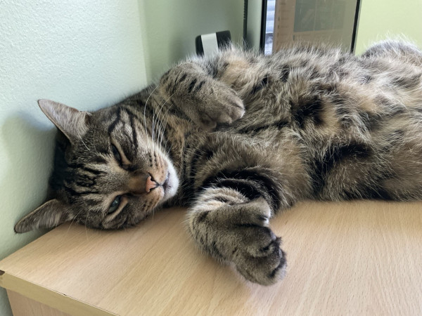 A handsome tabby cat laying on a desk. If he’s working at all, he’s working for belly rubs 