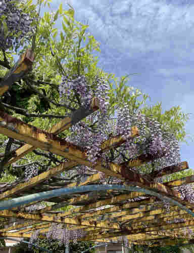This is a photo of wisteria flowers blooming on a rusty iron wisteria trellis in the park. Saturday noon in Japan.
Many of the flowers are a mixture of light purple and white, hanging from the top like bunches of grapes.