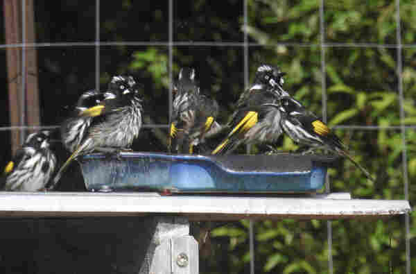 Six black, white and yellow New Holland hobeyeaters, looking wet and bedraggled in an old blue baking dish filled with water.