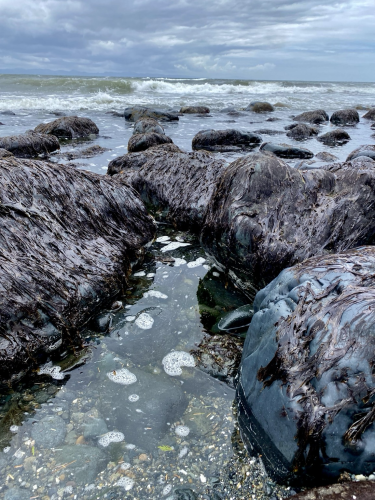 Low tide exposes seaweed covered shore rocks with breaking waves in background. 