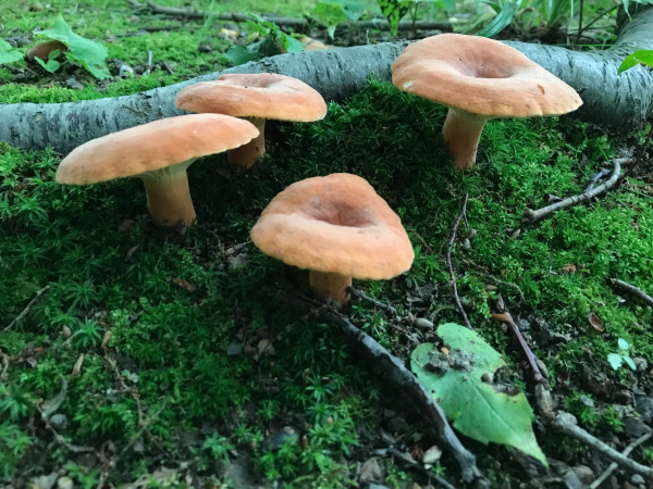 Four pale orange mushrooms growing from a patch of bright green moss in front of a fallen branch. The mushrooms' caps have a shallow depression in the center.