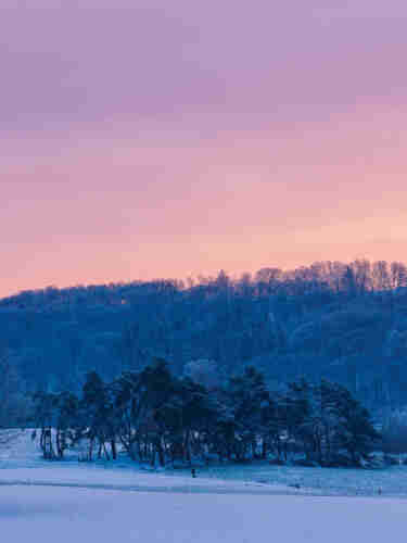 Sunrise behind the hilltop. The aurora is showing and paints the sky into a gradient from pastel read to light purple. Ind the front there is a line of trees and one single person is going for a walk with the dog. Everything is covered in snow.