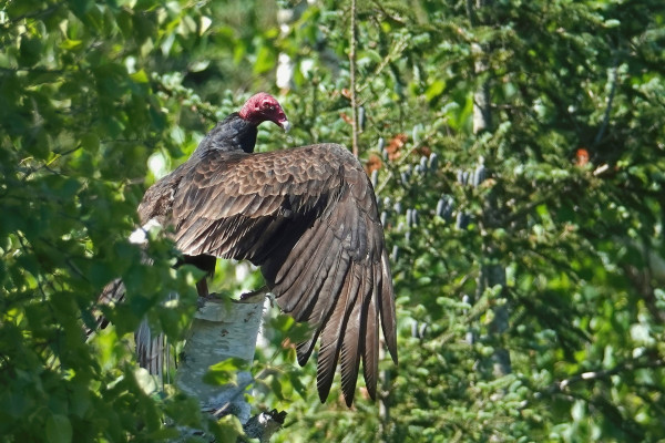 A Turkey Vulture sits high on a broken birch trunk in the forest and stretches its wings far into the sun.
Dense forest in the background.